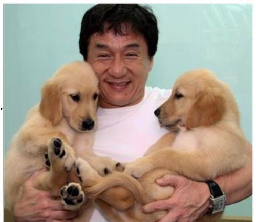 明星 养狗,温馨互动背后的故事