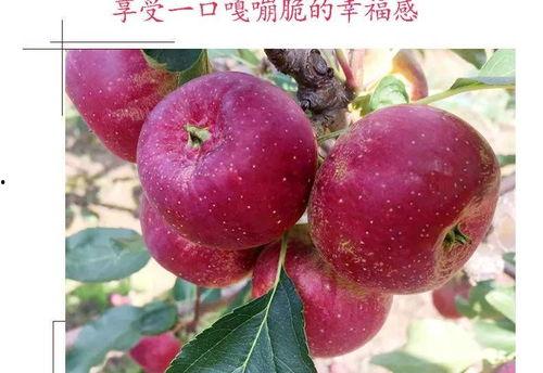 小苹果图片,甜蜜滋味，美好时光的见证