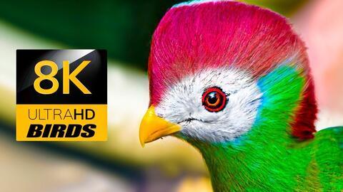 鸟语花香背景音乐,悠然漫步自然画卷